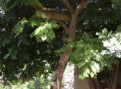 DSCF6599_480